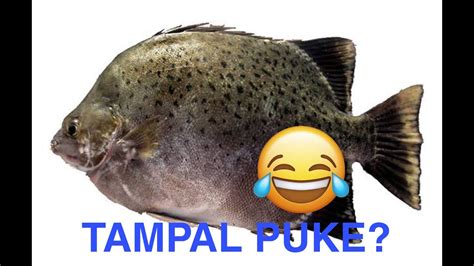 tampal puke fish
